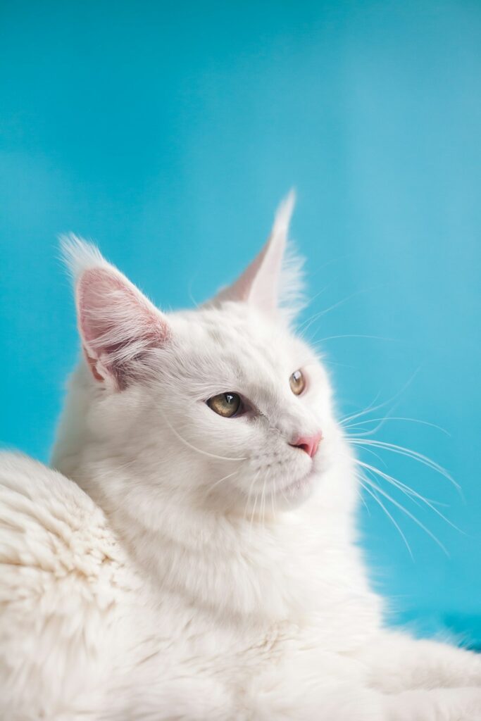 White cat